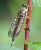 Aneomochtherus flavicornis